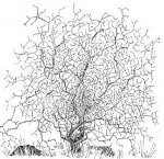 Image result for Euphorbia matabelensis