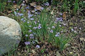 Image result for Sisyrinchium