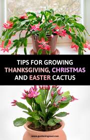 Tips For Growing Thanksgiving Christmas And Easter Cactus Plants Christmas Cactus Plant Easter Cactus