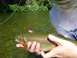 Jack Trout Fly Fishing (2025)