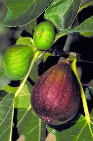 Paw paw trees and guava trees are native fruits to the u.s. Buy Brown Turkey Fig Tree Free Shipping For Sale Online From Wilson Bros Gardens