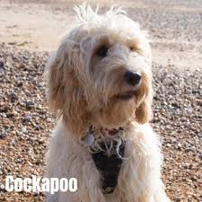 Check spelling or type a new query. The 9 Most Popular Poodle Mixes Compared With Pictures