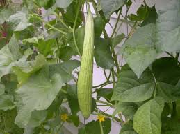 Image result for Cucumis melo