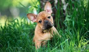 French bulldog weight puppy growth chart french bulldog breeders french bulldogs labrador puppy training bulldog puppies for sale funny puppies weight charts australian puppy growth chart. How Much To Feed A French Bulldog Puppy 4 Week 6 Week 8 Week