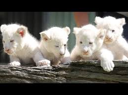 Her most expensive set is the one named after her, the gracie set. Top 5 Most Expensive Animals In The World Youtube