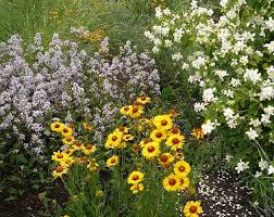 Planting a selection of flowering plants, grasses, trees and shrubs provide many native flowers are also very fragrant, as their sweet scent is intended to attract pollinators to their nectar source. Steele Replace Your Lawn With Okanagan Native Plants Kelowna Capital News