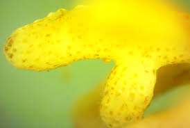 Image result for Heteromorpha involucrata