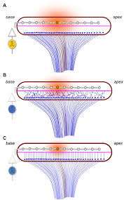Image result for Warneckea sp.
