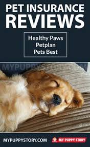 It only makes sense, then, that we want to provide the. 7 Pet Insurance For Dogs Ideas Pet Insurance Dog Insurance Cheap Pets