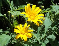 Image result for Zanthoxylum holtzianum