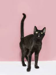 The cats and all of their toes! 16 Awesome Six Toed Cats Who Live In Ernest Hemingway S Old House