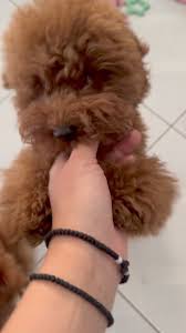 Christmas Especial ꯱ׁׅ֒⋆❄️* /ᐠ •ᆺ•マ-`🎀´-૮(ᐢᴥ ᐢ し ﹀﹀﹀﹀﹀﹀﹀﹀﹀﹀﹀﹀﹀