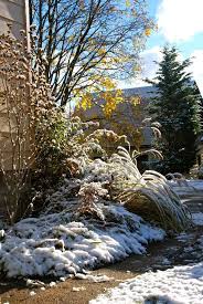 Gardening in Pennsylvania ~ GBBD November 2013