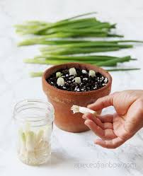 Set on a windowsill and keep the roots moist. Regrow Green Onions Scallions From Kitchen Scraps 2 Ways A Piece Of Rainbow