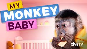 Capuchin monkey for sale near me ( baby capuchin monkeys for sale ) name: Watch My Monkey Baby Prime Video