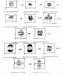 Plant cells in mitosis labeled diagram answers. Mitosis Biology I Laboratory Manual