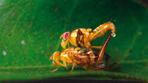 Relaciones tóxicas La vida sexual de los insectos - Revista ¿Cómo ves? -  Divulgación de la Ciencia, UNAM