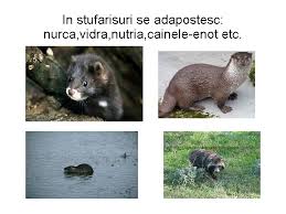 We did not find results for: Delta Dunarii Proiect Realizat De Elevii Constantin Andreea