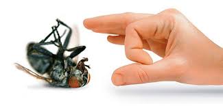 This way we can resize the form when testing the gui application, and the controls will remain anchored in their position. Anchor Pest Control Trading Llc Pest Control Service Fujairah 20 Photos Facebook