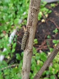 Common milkweed has a lot of benefits for nature—monarch caterpillars enjoy the leaves, while hummingbirds and butterflies love the flowers! I Transplanted A Milkweed Plant Only About A Month Ago And I Have Already Helped Increase The Monarch Population By 1 Gardening