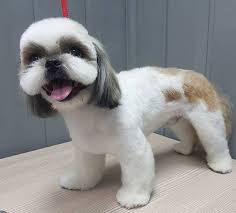 The puppy cut is one of the lowest maintenance haircuts there is for a shih tzu. Top 10 Popular Shih Tzu Haircuts 30 Pictures Page 2 The Paws
