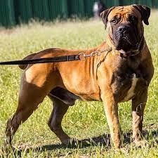 Maybe you would like to learn more about one of these? Explosive Kennels Boerboels Home Facebook