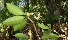 Image result for Ternstroemia polypetala