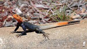We did not find results for: Learn About The Invasive Species Of Red Headed Lizards In Florida