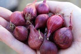 Sebelum menggunakan flibanserin, ada baiknya untuk berkonsultasi dengan dokter. Cara Membuat Obat Perangsang Alami Dari Bawang Merah Bibit Online
