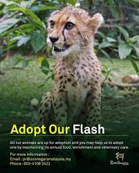 Sorry, there are no tours or activities available to book online for the date(s) you selected. Mco The Animals In Zoo Negara Need Your Help Hype Malaysia