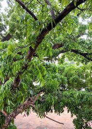 Image result for Swietenia