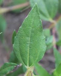 Image result for Aspilia pluriseta