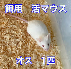 【活餌】国産活マウス　オス　１匹-SAfarm 国産冷凍マウス・ラット専門店