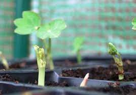 Not sure of the date in your area? How To Grow Use Nasturtiums The Micro Gardener