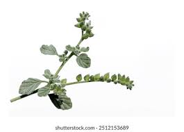 Image result for Heliotropium supinum