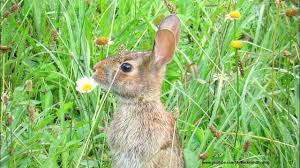That said, they do have a unique. Wild Rabbit Twitching Nose In A Meadow Youtube