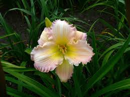 For the grower with some experience. Daylilies Umn Extension