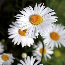 We did not find results for: Ox Eye Daisy Perennial Flowers Buy High Quality Seeds At 123seeds Com Fast Delivery