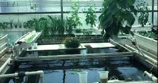 الربح من زراعة الأسماك على أسطح المنازل زراعة الأسماك فى مصر زراعة الأسماك زراعة الأسماك فوق أسطح المنازل زراعة الأسماك مع نباتات Fish Farming Farm Fish