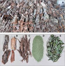 Image result for Warburgia