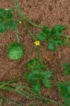 Image result for Cucumis anguria