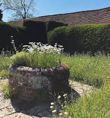 Wilde Margeriten Im Gemauerten Kubel Plants