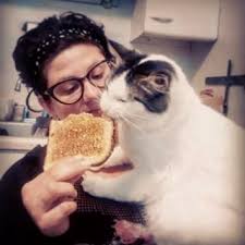 Les Chats Veulent Manger Ce Que Vous Mangez Meme S Ils N Aiment Pas Ca Chat Et Minou