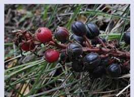 Image result for Renealmia