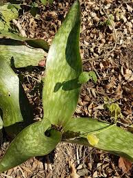 Image result for Sansevieria nilotica