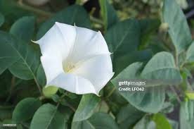 Image result for Datura inoxia