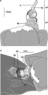 Image result for how to insert male organ into female organ