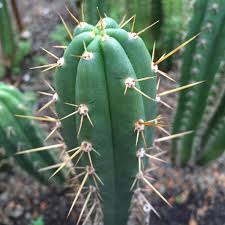 San pedro cactus san pedro cactus scientific classification kingdom: 100 Samen Echinopsis Peruviana Auch Kaufland De
