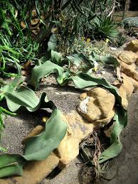 Image result for Welwitschiaceae