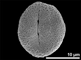 Image result for Astropanax goetzenii